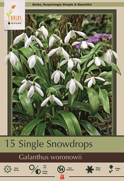 Snowdrops 15pk Galanthus