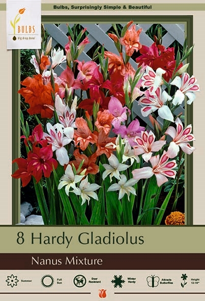 Gladiolus 8P Hardy Nanus Mix