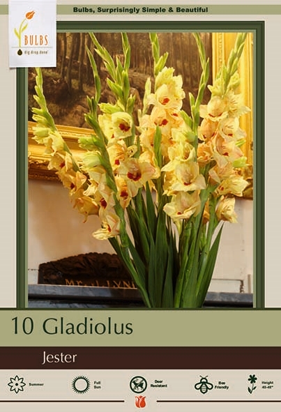 Gladiolus 10pk Jester