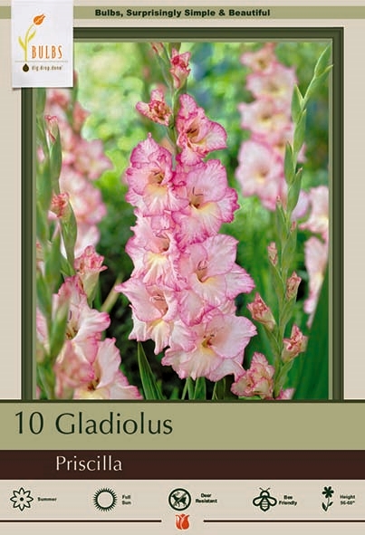 GLADIOLUS 10pk Priscilla