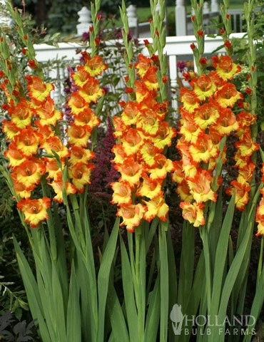 Gladiolus 10pk Princess Margaret