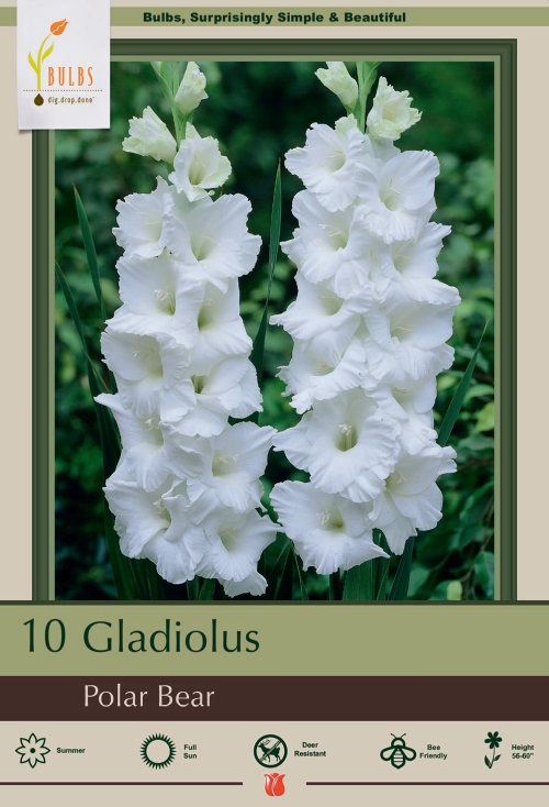 Gladiolus 10pk Polar Bear