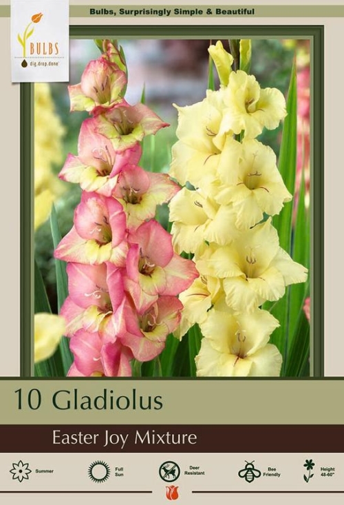 GLADIOLUS 10pk Easter Joy Mix