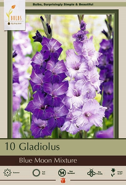 Gladiolus 10pk Blue Moon Mix