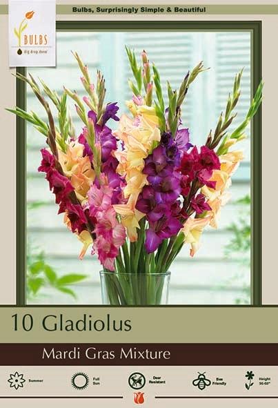 Gladiolus 10pk Mardi Gras Mix