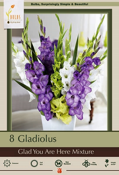 Gladiolus 10pk Glad UR Here Mix