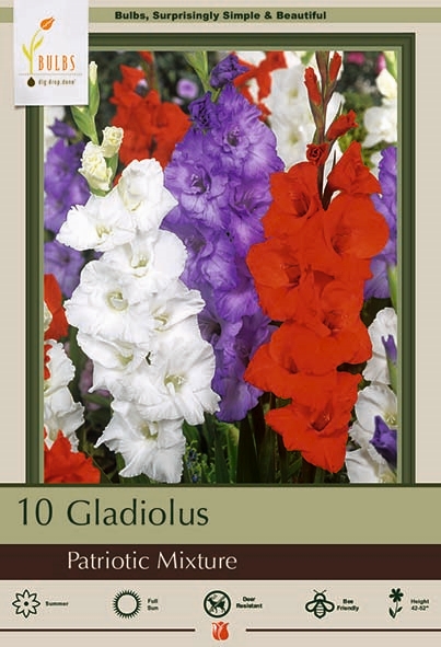 Gladiolus 10pk Patriotic Mix