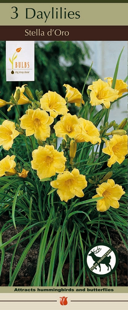 Daylily 3P Stella Doro