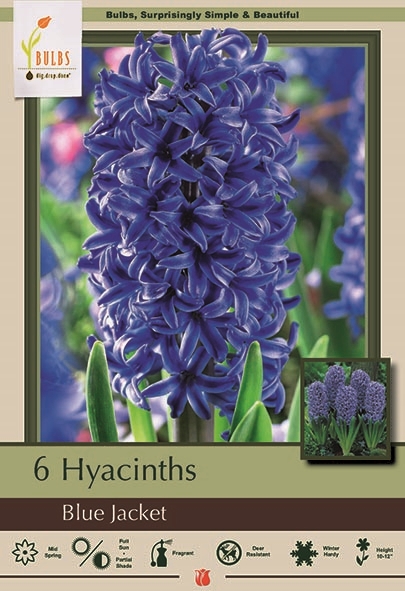 Hyacinth 5pk Blue Jacket