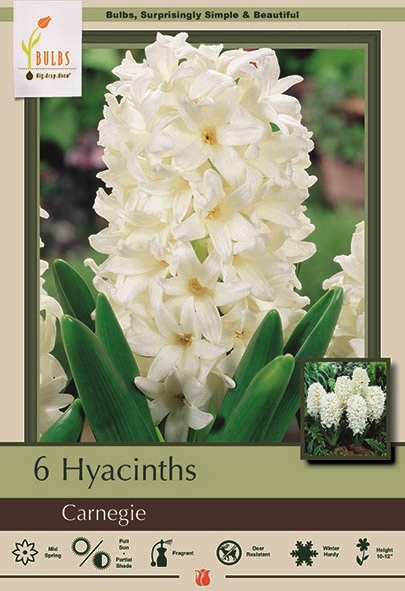 Hyacinth 6pk Carnigie