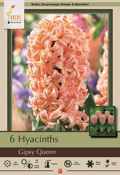 Hyacinth 5pk Gipsy Queen