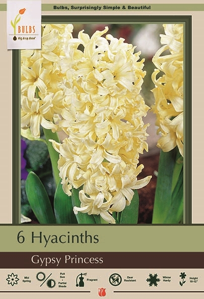 Hyacinth 6pk Gypsy Princess