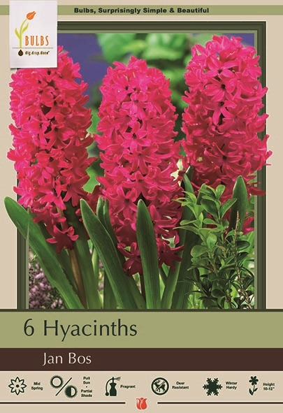 Hyacinth 6pk Jan Bos