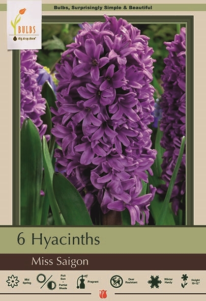 Hyacinth 5pk Miss Saigon