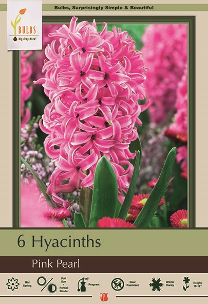 Hyacinth 5pk Pink Pearl