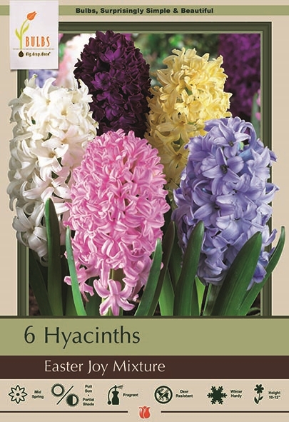 Hyacinth 6pk Easter Joy Mix