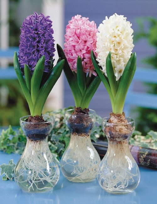 Hyacinth Or Paperwhite Kit In Glass Jar