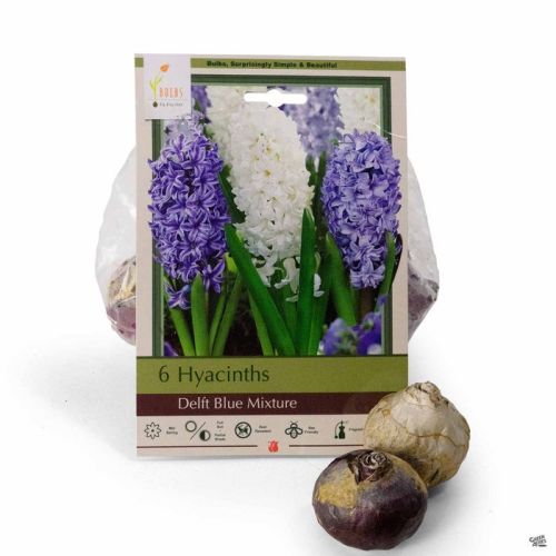 Hyacinth 5pk Delft Blue Mixture