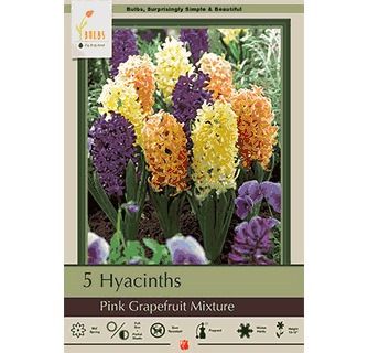 Hyacinth 5pk Pink Grapefruit Mix