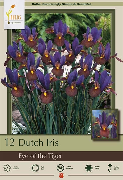 Iris 12pk Eye of the Tiger