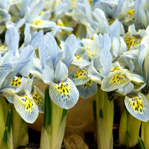 Iris 10pk Katharine Hodgkin