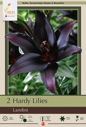 Lily Asiatic 2P Landini