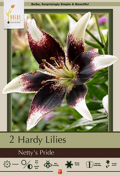 Lily Asiatic 2P Nettys Pride