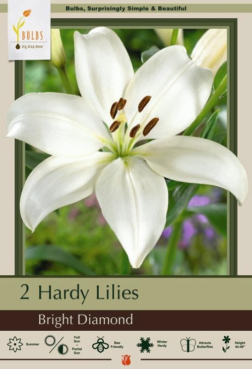 Lily Asiatic 2p Bright Diamond