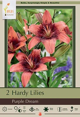 Lily Asiatic 2P Purple Dream