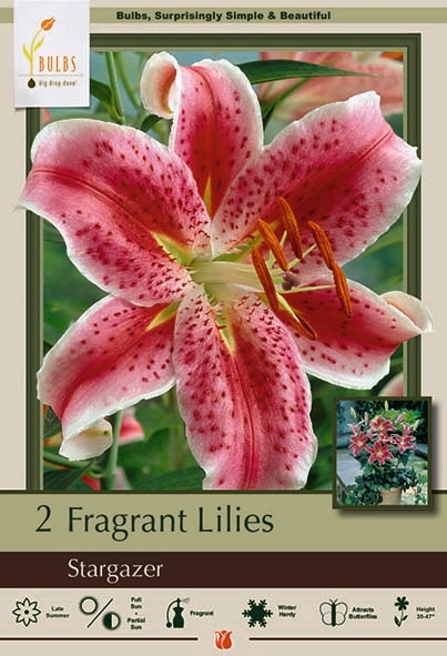 Lily Oriental 2P Stargazer