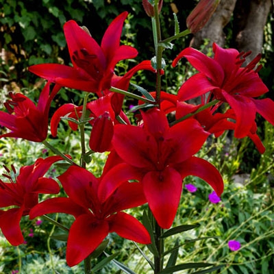 Lily Asiatic 2p Red Country