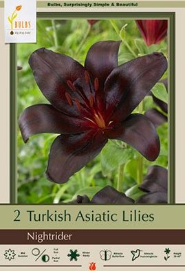 Lily Turkish 2P Nightrider