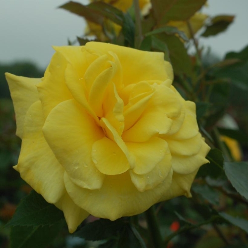 Rose Florabunda Sunsprite 3G