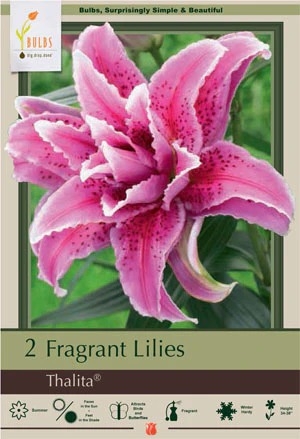 Lily 2P Roselily Thalita