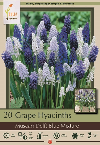 Hyacith 20ph Mcari Delft Blue Mx