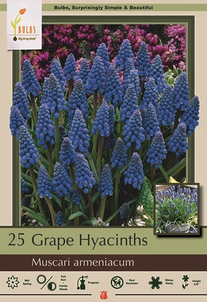 Hyacinth 25pk Grape Muscari