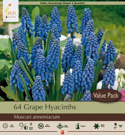 Muscari 64pk Grape Hyacinth