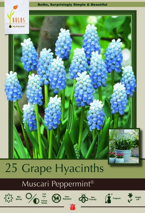 Hyacinth 25pk Muscari Peppermint