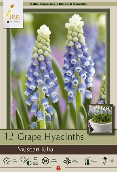 Hyacinth 12pk Muscari Julia