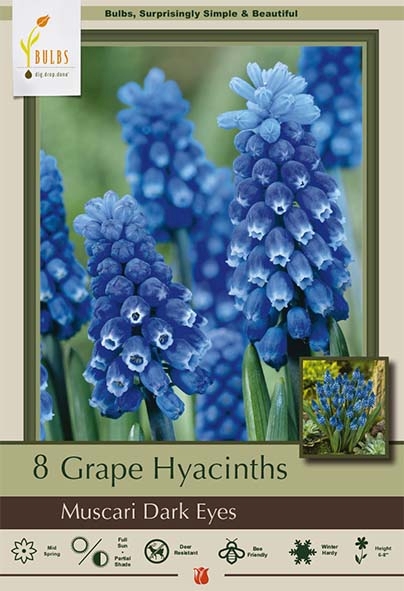 Muscari 8pk Dk Eyes