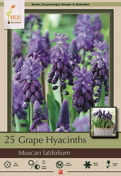 Hyacinth 25pk Latifolium Muscari