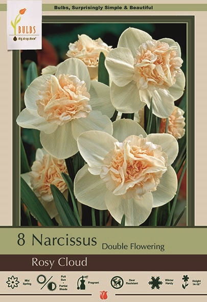 Narcissus 8pk Rosy Cloud