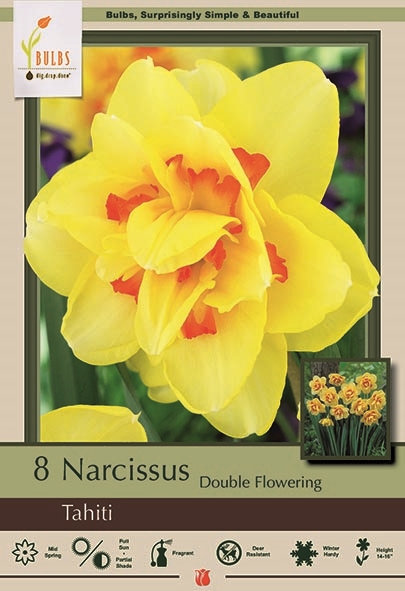 Narcissus 8pk Tahiti