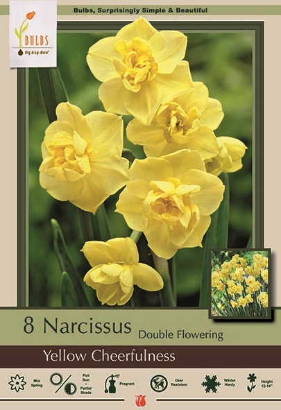 Narcisuss 8pk Yel Cheerfulness