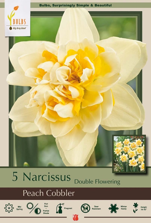 Narcissus 5pk Peach Cobbler