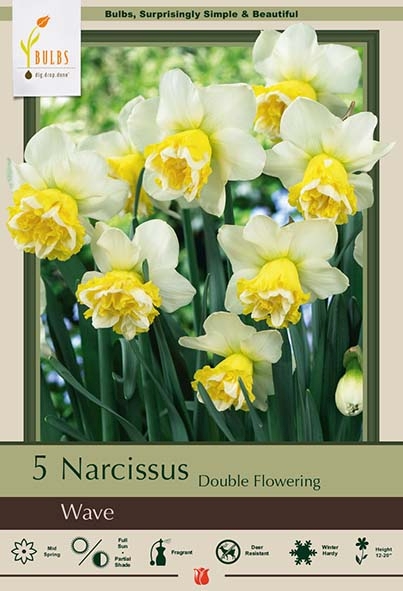 Narcissus 7pk Acropolis