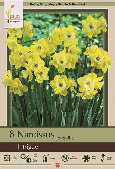 Narcissus 8pk Intrigue