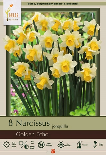 Narcissus 8pk Golden Echo