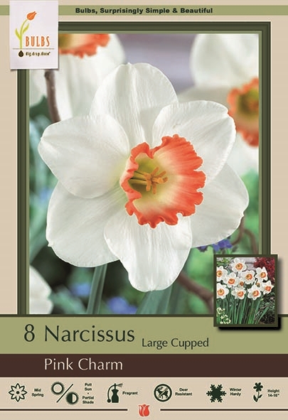 Narcissus 8pk Pink Charm