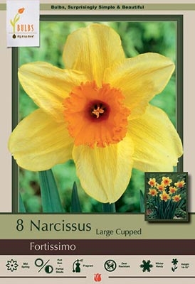 Narcissus 8pk Fortissimo